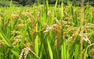 川農(nóng)優(yōu)445水稻品種的特性，注意防治稻瘟病