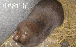 竹鼠的簡介，種類較多