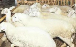 夏季養(yǎng)羊注意事項(xiàng)，要做好這八點(diǎn)