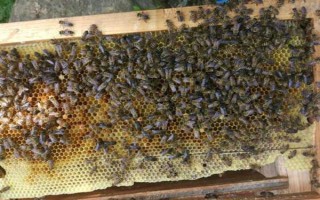 冬天如何對(duì)蜜蜂飼喂糖水，在飼喂器中添加糖漿再放入蜂箱中即可
