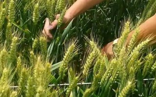種麥的最佳溫度，冬性小麥的適宜播種溫度為16-18°C