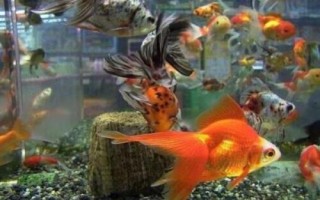 怎么養(yǎng)金魚才合適，重點(diǎn)是要做好換水措施