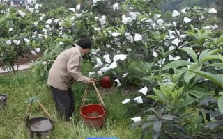 枇杷秋冬季的管理技術(shù)，需要用稻草或雜草將樹盤覆蓋