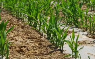 并單39玉米品種的特性，適宜播期4月下旬至5月上旬