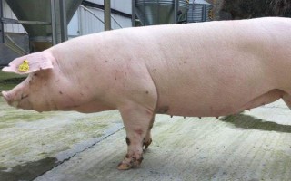 妊娠母豬不吃東西如何解決，飼喂健胃消食的藥物可治療不食癥