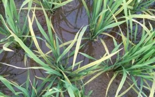 廣8優(yōu)華占水稻品種的特性，6月20日左右播種