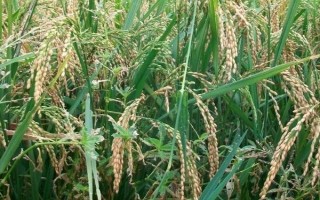 徽兩優(yōu)985水稻種子特點(diǎn)，中抗白葉枯?。ú≈?1）