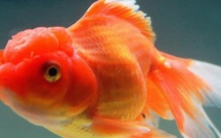 金魚為什么突然就死了，可能是喂食過多或水質(zhì)差等導(dǎo)致的
