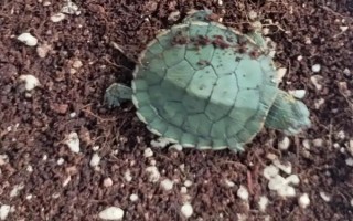 烏龜椰土冬眠如何防止真菌，清洗椰土?xí)r可加入高錳酸鉀溶液消毒