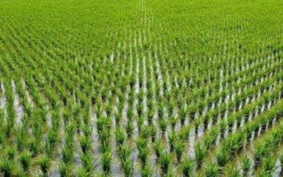 天隆粳1830水稻種子特征特性，綜合防治病蟲害