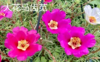 種植馬齒莧常見品種，繁殖方式包括播種和扦插