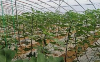 栽培無(wú)花果的要點(diǎn)，幼苗期要做好摘心打頂工作