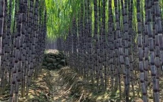 甘蔗的種植時(shí)間，注意每個(gè)階段的養(yǎng)護(hù)