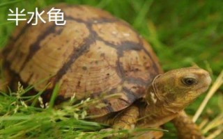 水龜和半水龜有什么區(qū)別，對(duì)水的依賴性不同