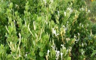 金銀花什么時候開花，通常從5月下旬開始開花