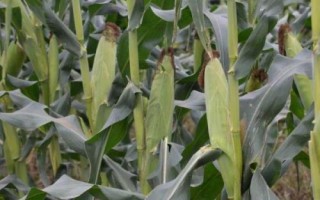 冠粒601玉米種子介紹，適宜播種期4月下旬至5月上旬
