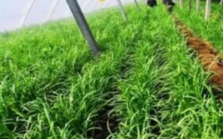 韭菜能用尿素追肥嗎，可以根據(jù)不同的生長(zhǎng)階段合理使用尿素