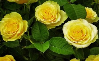 金玫瑰有什么花語(yǔ)，代表愛(ài)情、親情和友情