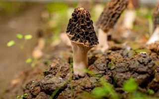 種植1畝羊肚菌需要多少成本，成本大約10000元左右