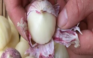 獨(dú)頭蒜和普通大蒜的區(qū)別，二者蒜瓣形態(tài)不同