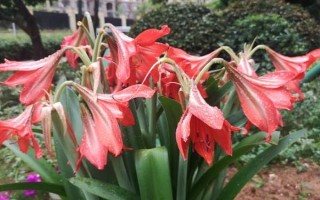 朱頂紅休眠期間的管理技術(shù)，室溫應(yīng)保持在5℃-10℃
