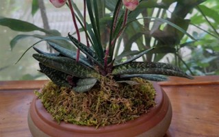 帶葉兜蘭的花期，花期在春季4-5月之間