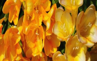 香雪蘭的花語，寓意純潔、幸福等