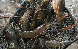 青蝦和魚(yú)怎么混養(yǎng)，長(zhǎng)成小蝦才能投放鰱、鳙等魚(yú)種