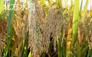 南方水稻播種和收割時間，早稻播種時間4月上中旬