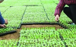 油菜如何順利過冬，寒流過后要及時(shí)查苗