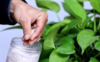 綠蘿葉子發(fā)黑怎么辦，光線強的時候需要適當(dāng)遮陰