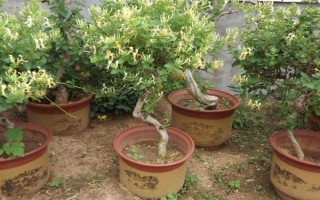 金銀花適合在哪里種植，適合種植在山坡灌叢或疏林中