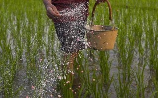 化肥撒在地里不澆水幾天失效，與施入的化肥品種有關