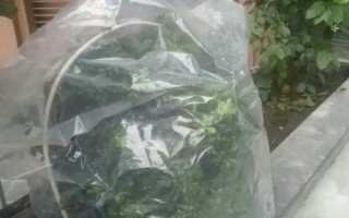 如何在家種植石斛，把枝條插入土中并澆水覆土