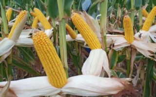 東禹108玉米品種的特性，4月下旬至5月上旬播種