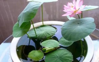 怎么在缸里養(yǎng)荷花，將它放到光照條件比較好的地方養(yǎng)護