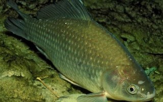 釣獲的鯽魚喂什么東西，一般可飼喂動(dòng)物性飼料