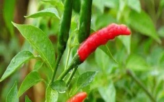 辣椒不長芽的原因及解決方法，種子質(zhì)量不高、土壤板結(jié)等都會(huì)導(dǎo)致