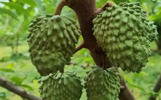 適合秋冬吃的水果有哪些，有蘋果、釋迦果、冬棗等