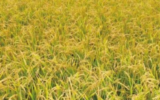 荊兩優(yōu)833水稻種子介紹，全生育期129.4天