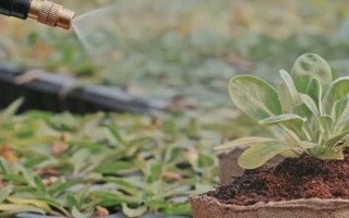 好聽又有深意的植物，常見的有紫珠、玉簪、流蘇等
