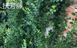 農(nóng)民種什么樹比較有前景，皂角樹、速生法桐、紅葉石楠等樹種均可選擇