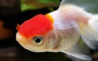 金魚品種有哪些，可分為草種、文種、龍種、蛋種