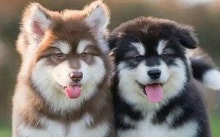 阿拉斯加雪橇犬的訓(xùn)練方法，使用特定語(yǔ)氣加上手勢(shì)動(dòng)作可讓它聽(tīng)話