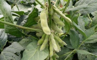 吉農(nóng)237大豆種子介紹，8月中旬及時(shí)防治大豆食心蟲(chóng)