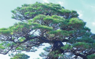 現(xiàn)在種植什么樹能賺錢，可種植彩葉樹種、喬木類等