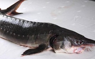 鰉魚介紹，屬于鱘科、鱘屬、達氏鰉種動物