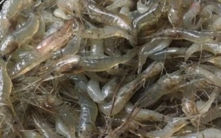 米蝦是河蝦還是海蝦，只能稱為淡水蝦