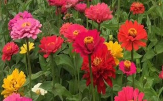 代表思念的花有哪些，有天堂鳥、百日草、蝴蝶花等