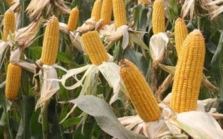 利合721玉米品種的特性，5月中上旬播種